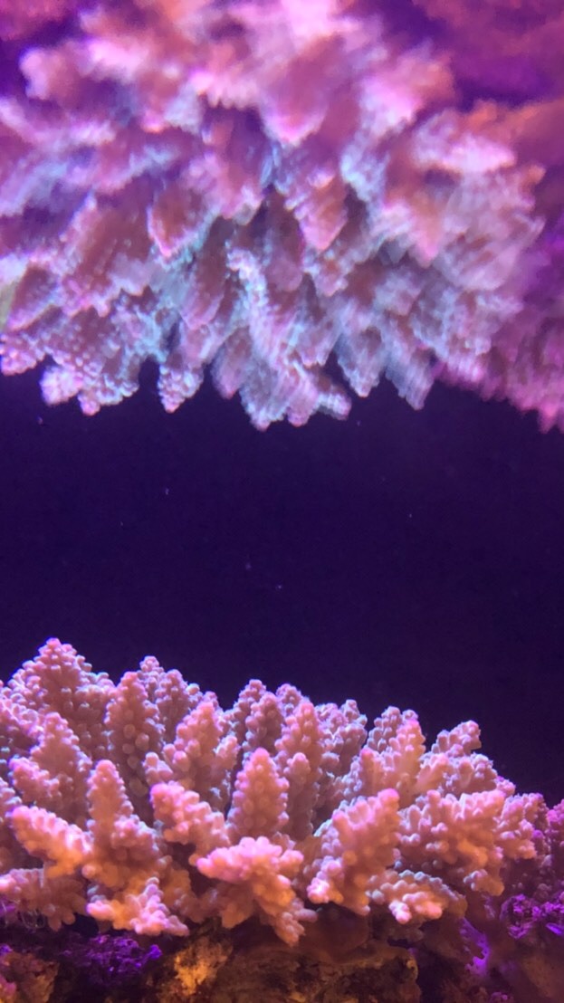 海水魚採集睦会