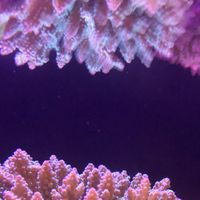 海水魚採集睦会