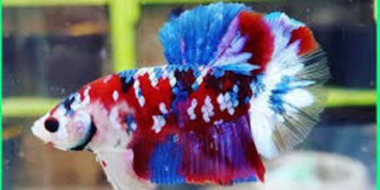 Cara Budidaya Ikan Cupang Bagi Pemula Mudah Dan Menguntungkan Merdeka Com Line Today