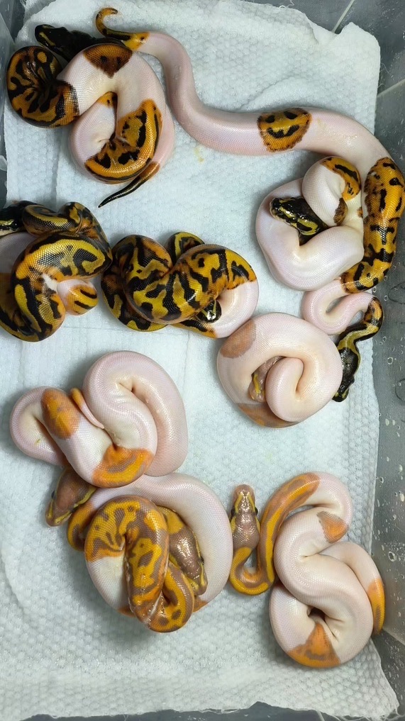 Ball Python 蛇麼攏賀 討論交流