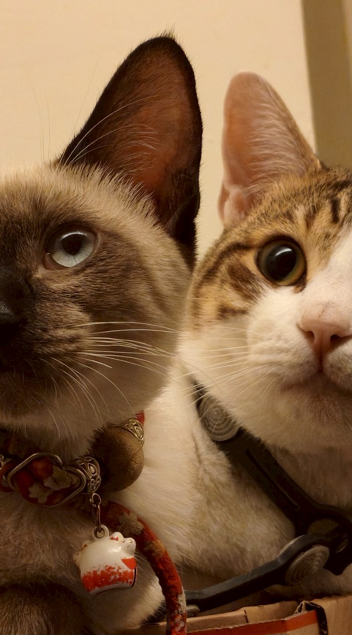 嘟嘟好💓像還在睡😽