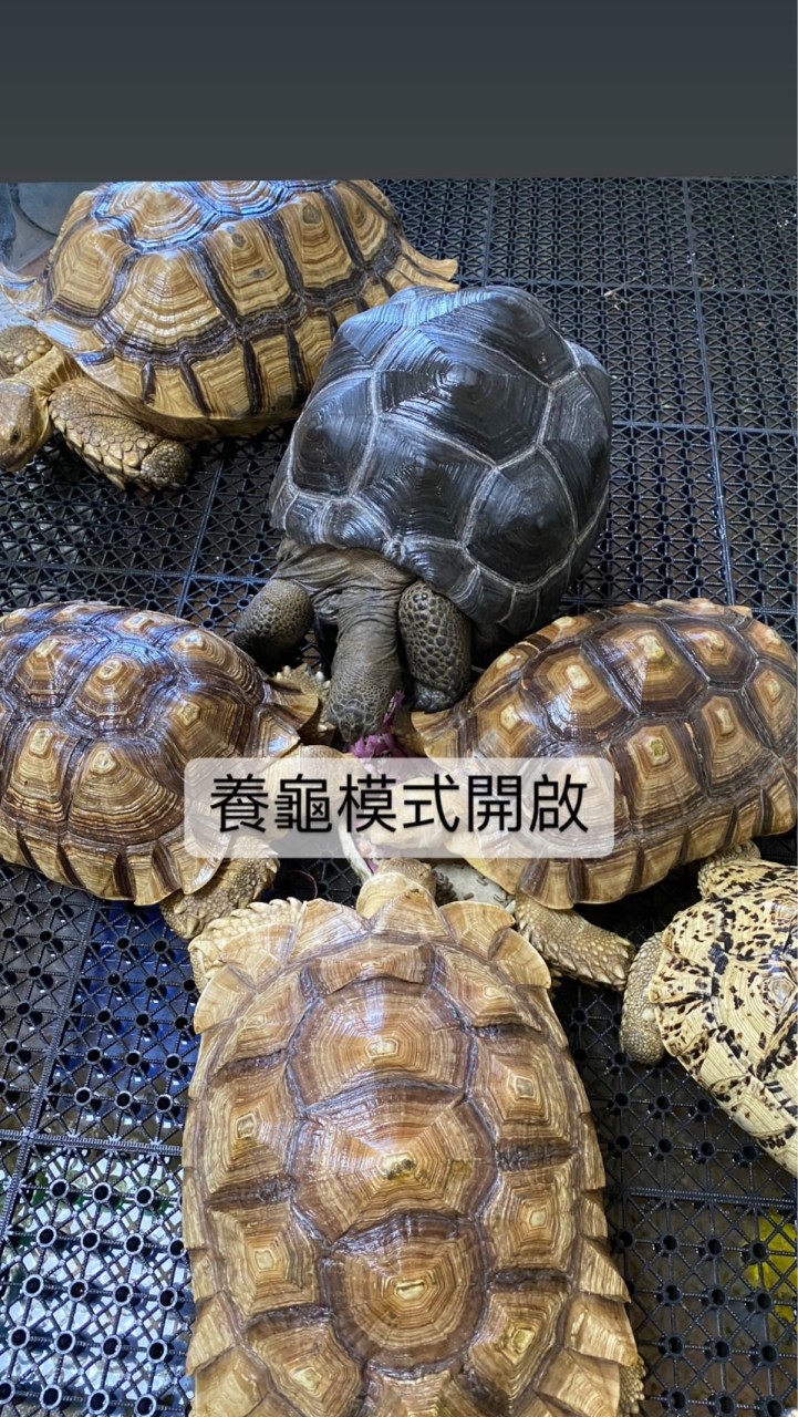 強納森北部陸龜🐢飼養分享經驗交流