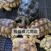 強納森北部陸龜🐢飼養分享經驗交流