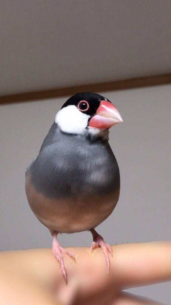 ε( ｰөｰ)໒꒱· ﾟ文鳥大好き集まれ