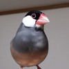 ε( ｰөｰ)໒꒱· ﾟ文鳥大好き集まれ