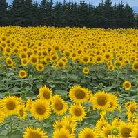 🌼札幌＆札幌近郊🌼３０代４０代５０代