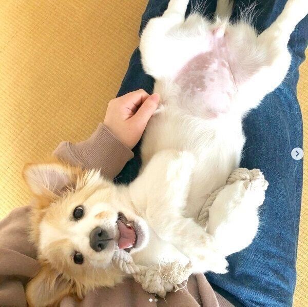 宮古島で生まれ 東京にやってきた保護犬 幸せに暮らす姿 いぬのきもちnews