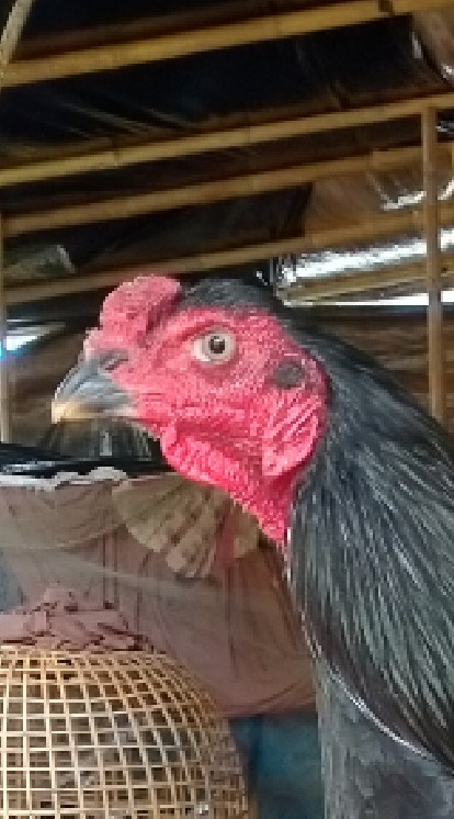 ไก่ชนสายพันธุ์ดำเจาะเกราะ
