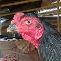ไก่ชนสายพันธุ์ดำเจาะเกราะ