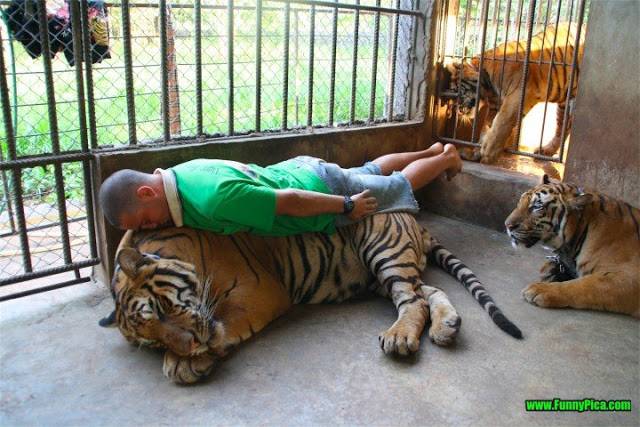 Widih... ngeplank sama harimau...