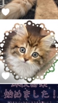 関東限定❗️動物買いたい人と売りたい人（販売業持ち）の情報交換