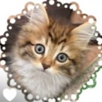 関東限定❗️動物買いたい人と売りたい人（販売業持ち）の情報交換