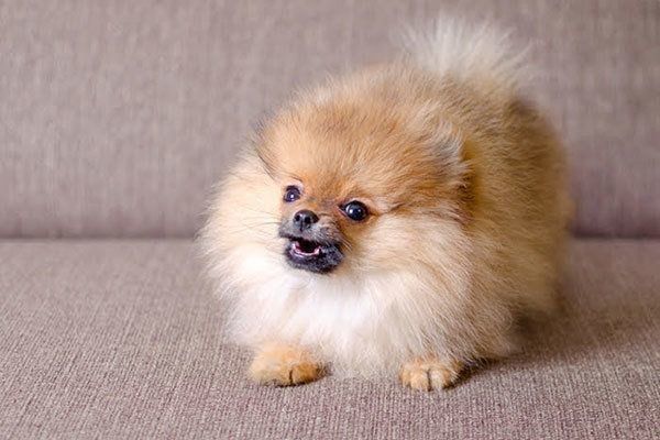 喧嘩が絶えない家庭は注意 犬に与えてしまう悪影響とは