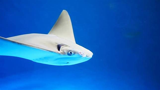 爆虐待動物 Xpark908字聲明 三立新聞網 Line Today