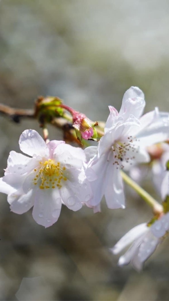 日本芊葳小花友群