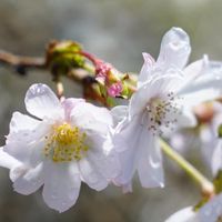 日本芊葳小花友群