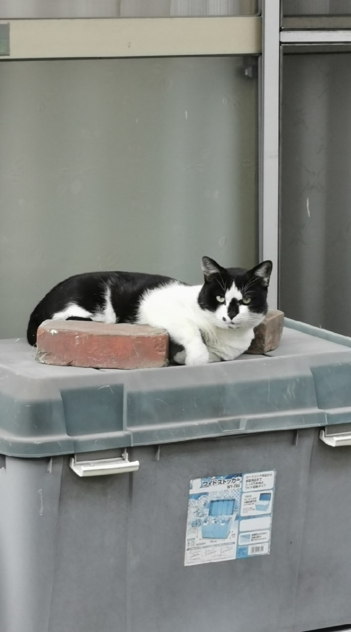 地域猫を考える OpenChat