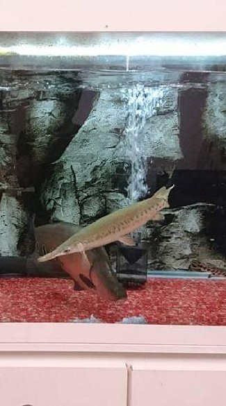 臺灣水族街（活體器材買賣、徵求、交換）