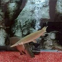 臺灣水族街（活體器材買賣、徵求、交換）