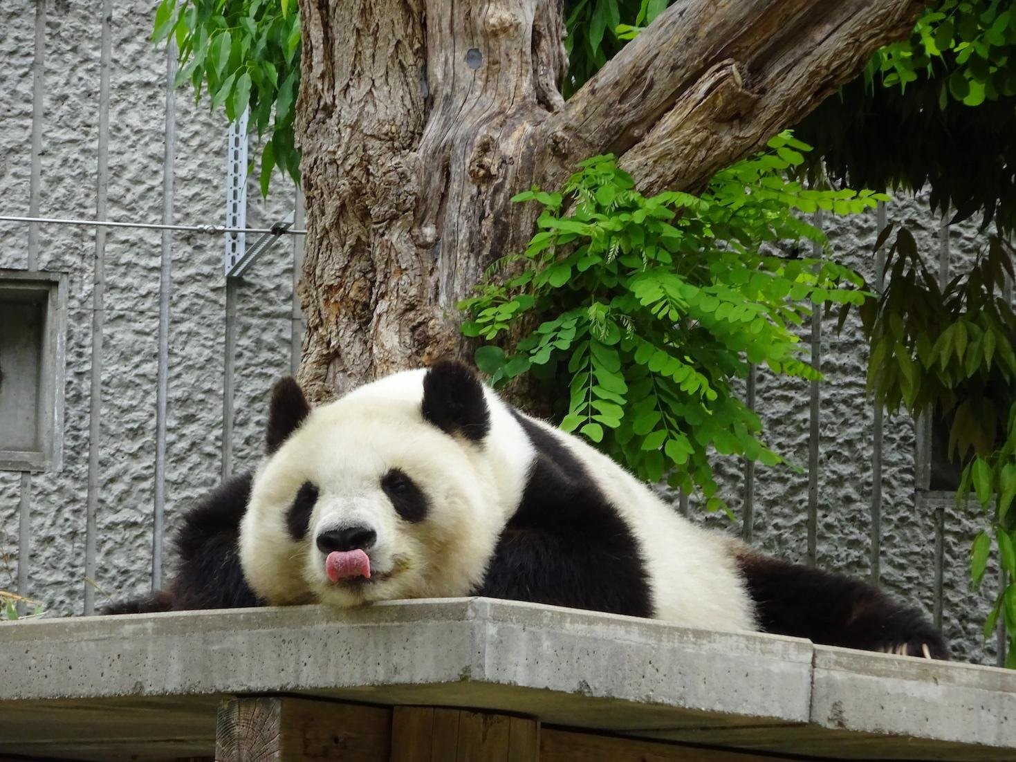 神戸 王子動物園のパンダのタンタンお別れ 悲劇乗り越えた年