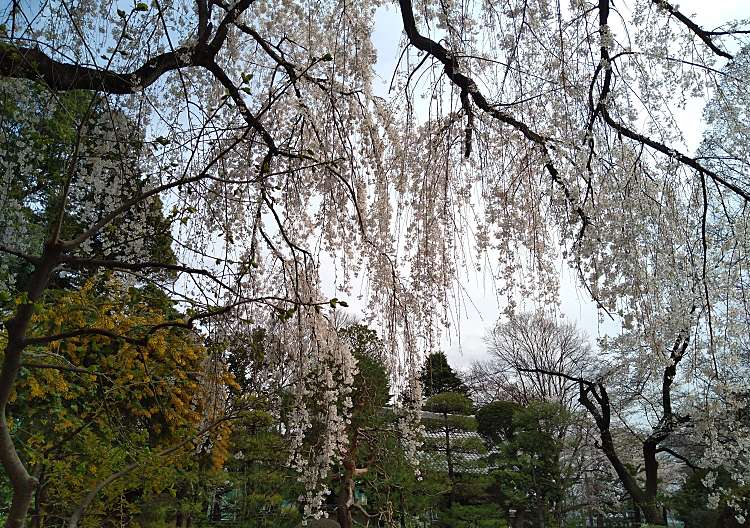 中院のしだれ桜/ナカノインノシダレザクラ(小仙波町/本川越駅/花の 