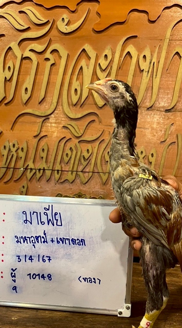 ซุ้ม.ตัวลายแล้วไง (คนรักไก่ชน)