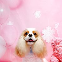 毛孩家人朋友聊天室💬