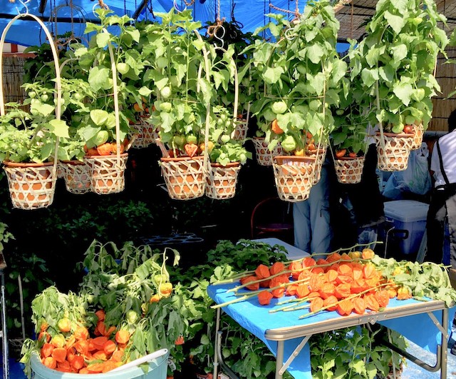 淺草酸漿花市 3