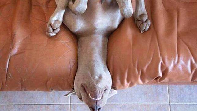 6 Gaya Nyeleneh Anjing Saat Tidur Pulas Bikin Gemas