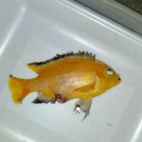 魚類標本作成会