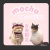 猫カフェmocha姫路店三ノ宮店好きさん繋がりましょ♥️女性限定