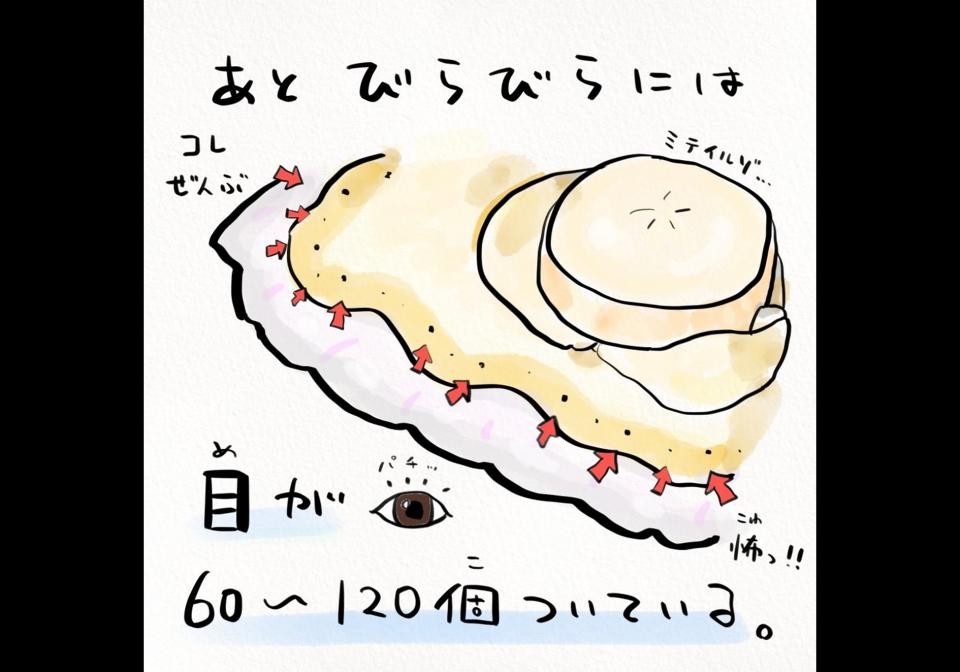 ホタテの 知られざる秘密 目が60 1個 泳ぐ速さは50キロ 解説イラストが話題に Jタウンネット