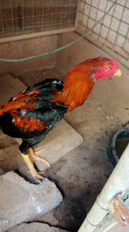 ไก่ชนไทย ไก่อุดมทัศนีย์