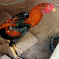 ไก่ชนไทย ไก่อุดมทัศนีย์