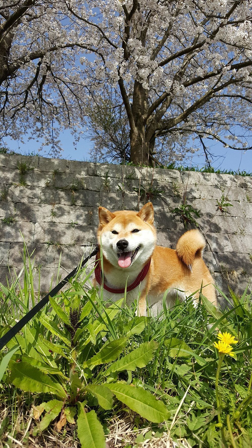 雨にテンションmaxの柴犬 激しい動きがすごい