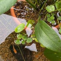 愛知めだか好きの集い(*´︶`*)ﾉ