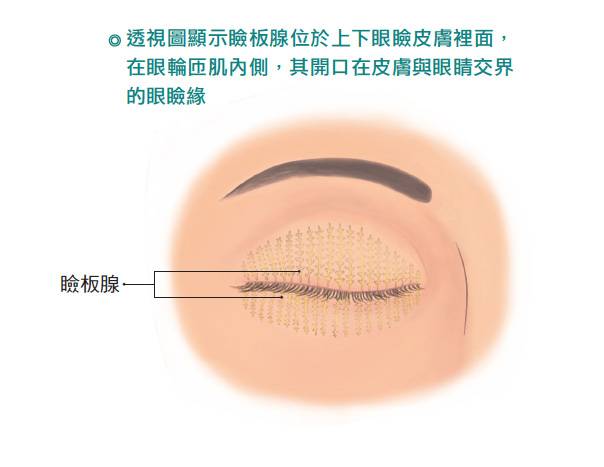 處理不當恐失明 近九成乾眼症與瞼板腺功能障礙有關 健康遠見 Line Today