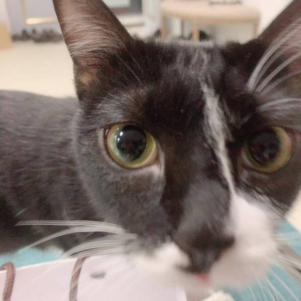 倪倪愛寵物-『寵物伸縮繩推薦』全球首款免手提輕鬆自在耐用lishinu2利斯努蹓狗遛貓腕式伸縮牽繩開箱直擊分享