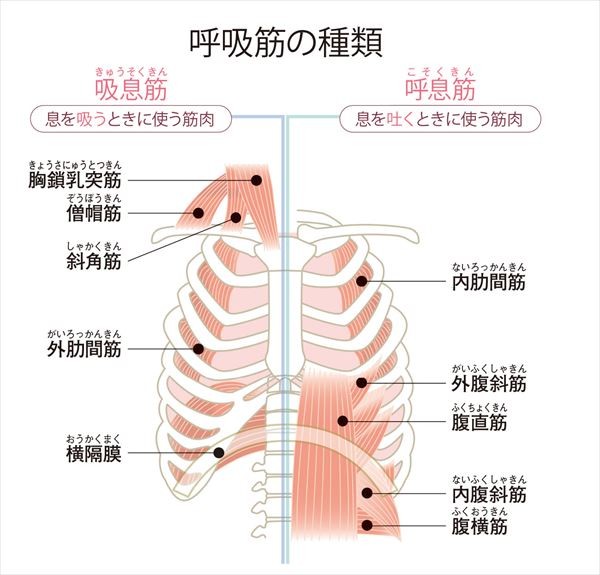 呼吸筋ストレッチのやり方と効果を医師が解説