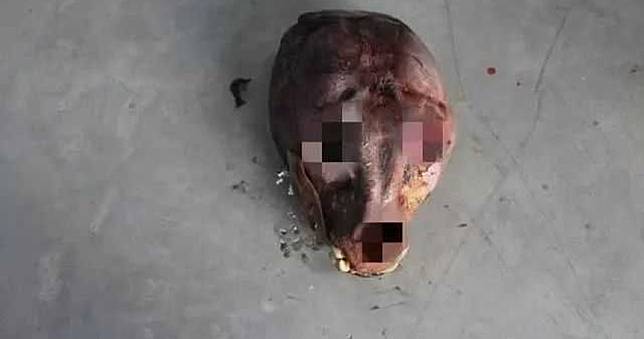 肺炎病死東北虎也敢吃！　不肖動物園業者高價流向野味黑市　