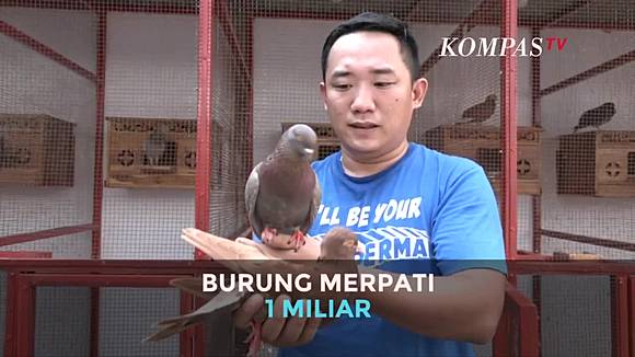 Seekor Burung Merpati Seharga 1 Milyar Rupiah