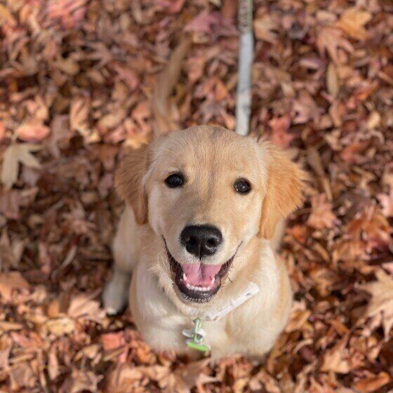 21年流行る犬の名前は 犬の名前ランキングtop