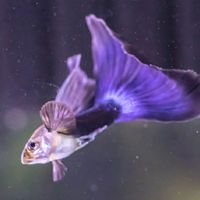 郭郭魚水族