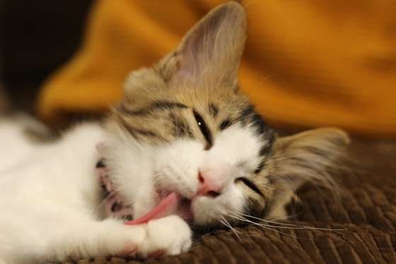 好き のサインだった 猫が人やほかの猫を舐める理由