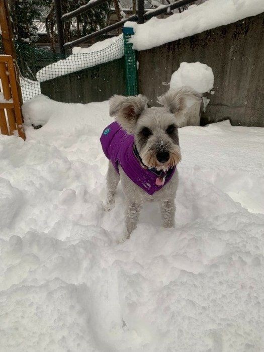 痛みを感じてる 犬が抱っこを嫌がるときに考えられる理由