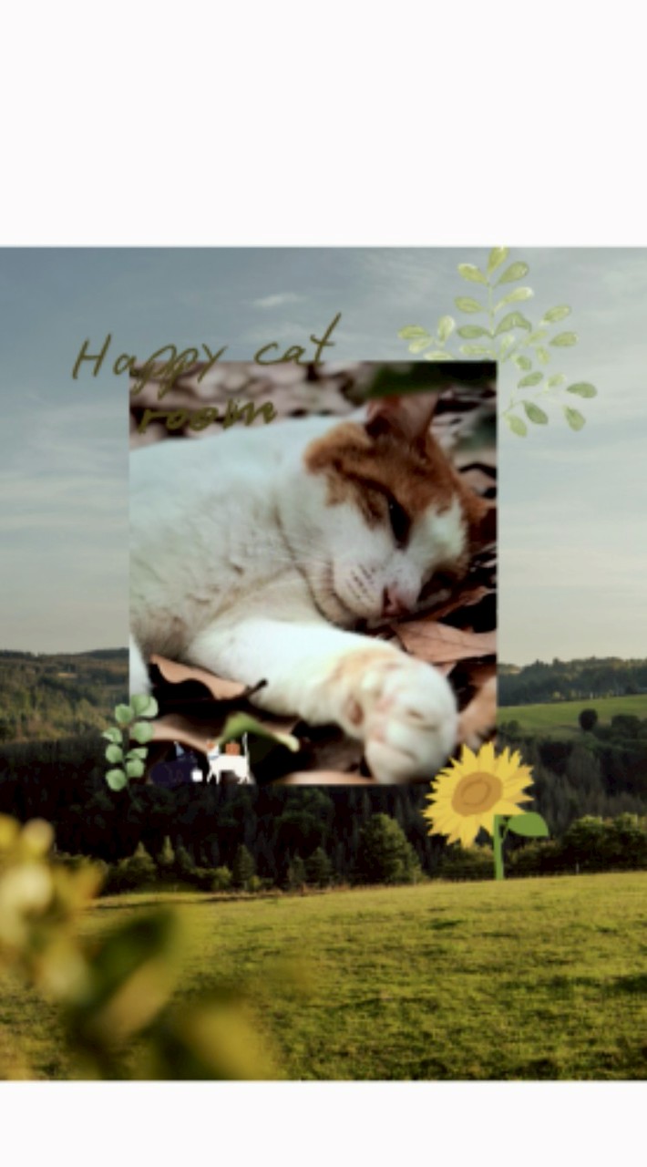 😺猫としあわせ村☘️
