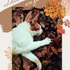 😺🧡👑猫とたのしい仲間たち😺🧡👑