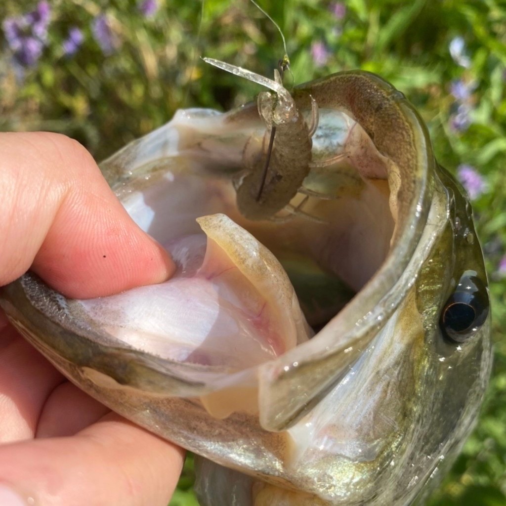 エビシーズンのバスはエビで釣る とにかく1匹が釣りたい そんなアナタへ