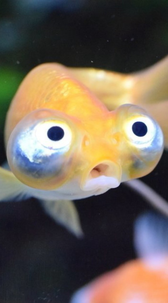金魚好きな人来て〜相談OK