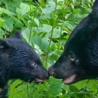 熊森奈良地区オープンチャット